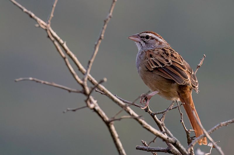 Cinnamon-tailed Sparrow