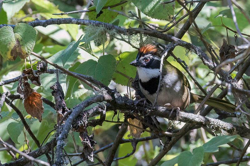 Collared Towhee