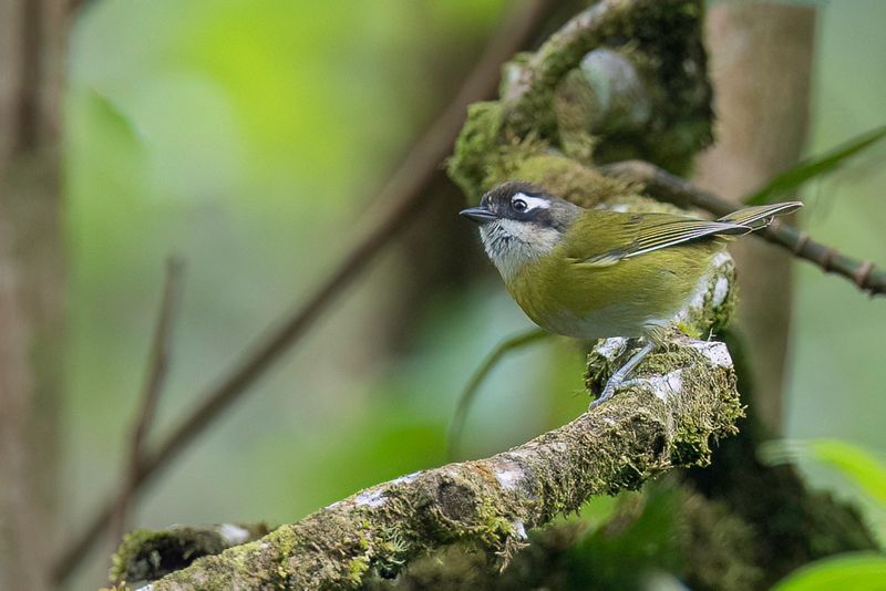 Common Chlorospingus