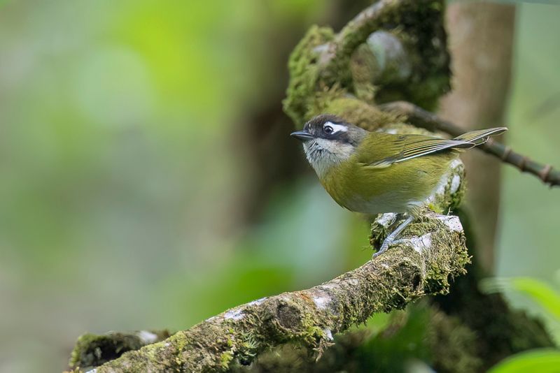 Common Chlorospingus