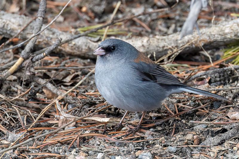 Dark-eyed (Grey-headed) Junco