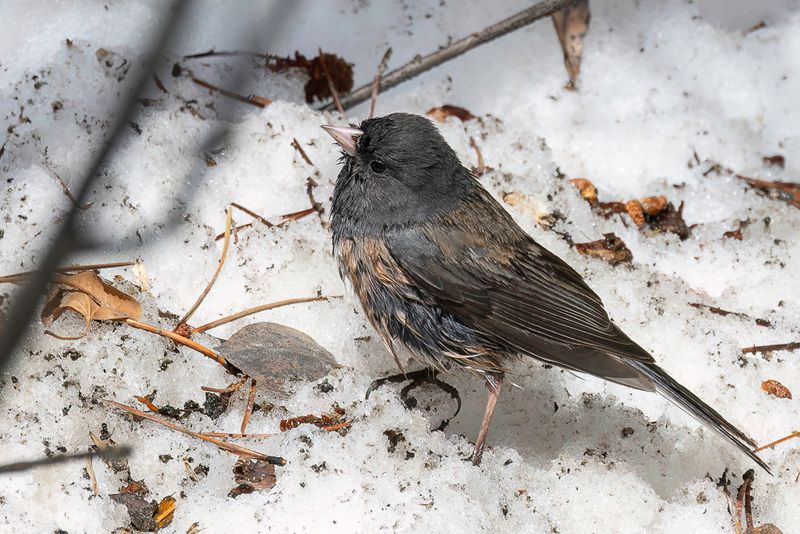 Dark-eyed (Pink-sided) Junco