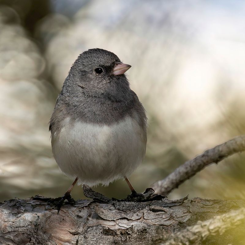 Dark-eyed (Slate-colored) Junco