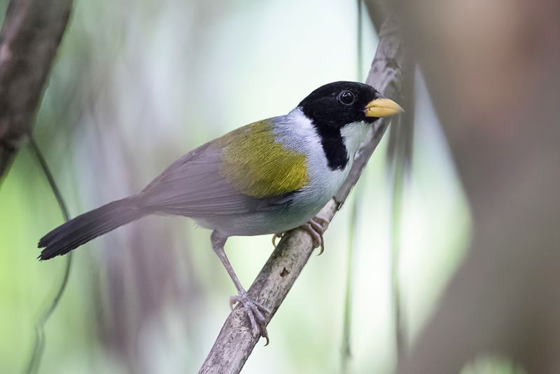 Golden-winged Sparrow