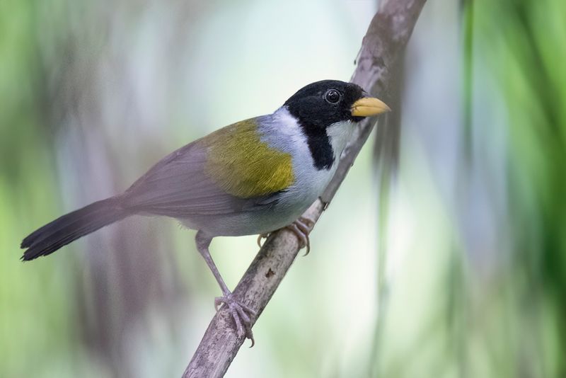 Golden-winged Sparrow