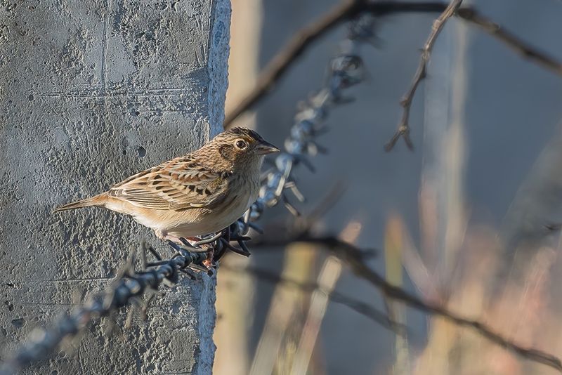 Grasshopper Sparrow