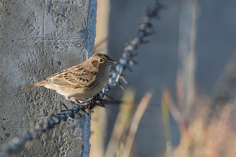 Grasshopper Sparrow
