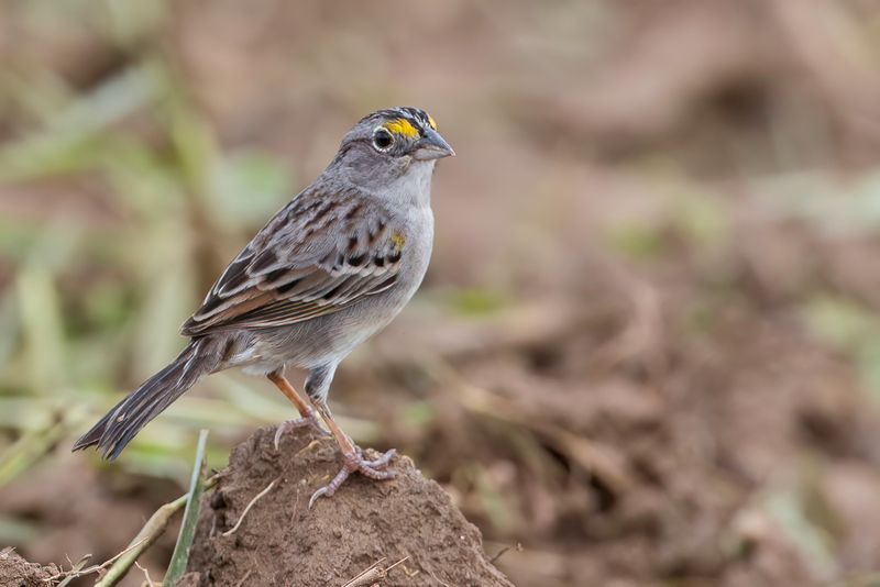 Grassland Sparrow