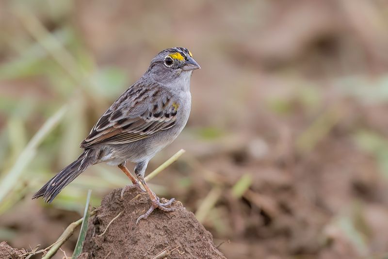 Grassland Sparrow