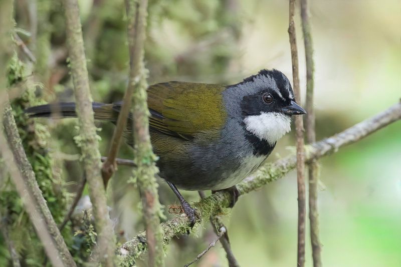Grey-browed Brushfinch
