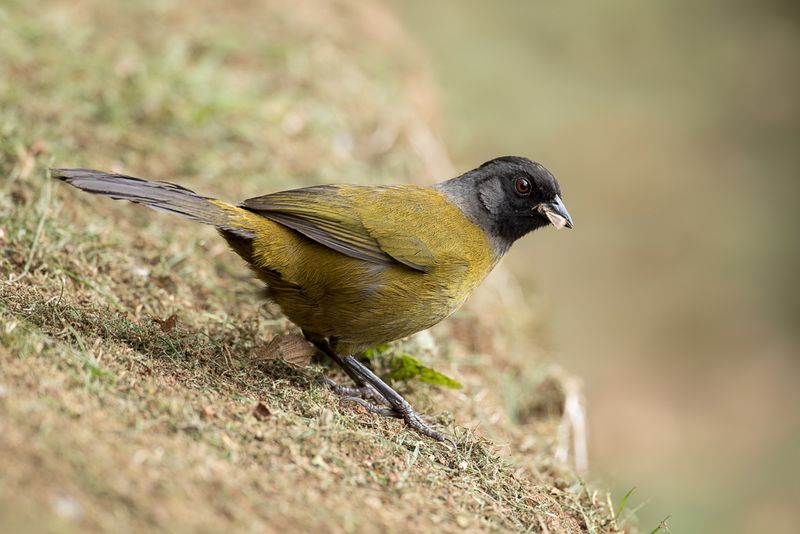 Large-footed Finch