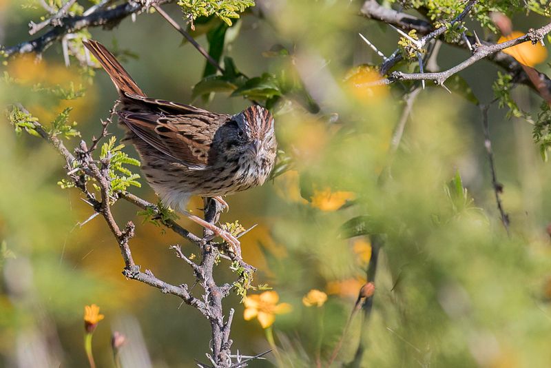 Lincoln's Sparrow