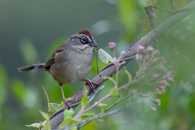 Oaxaca Sparrow