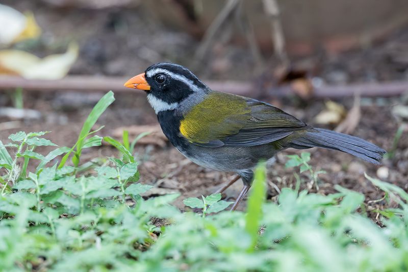 Orange-billed Sparrow