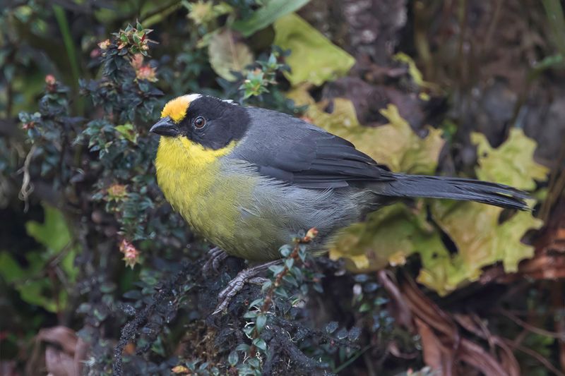 Pale-naped Brushfinch