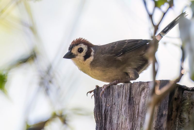 Prevost's Ground-Sparrow