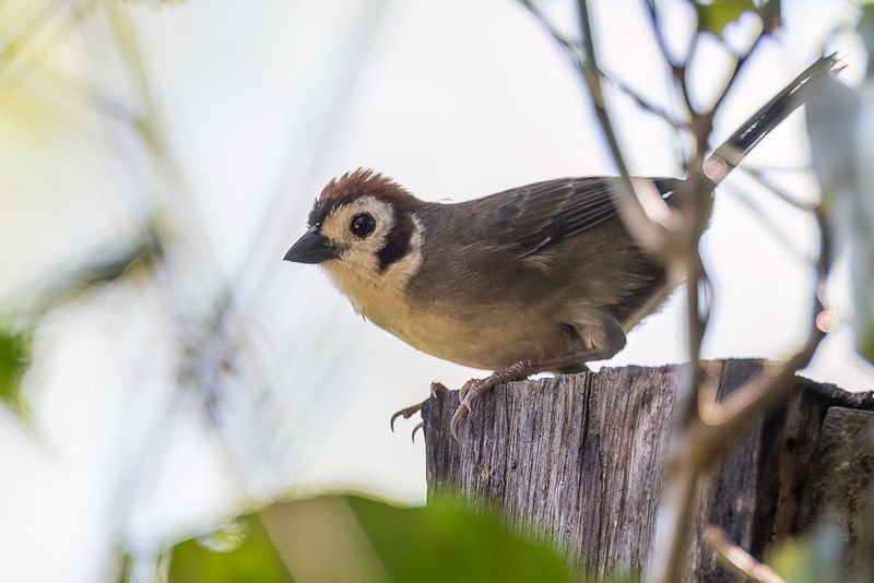 Prevost's Ground-Sparrow