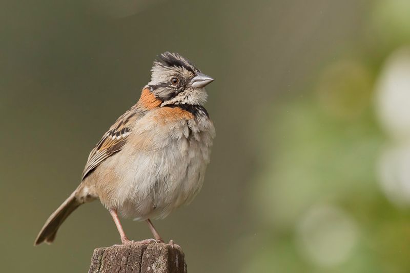 Rufous-collared Sparrow