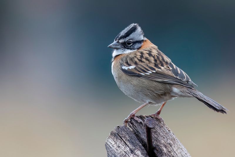 Rufous-collared Sparrow