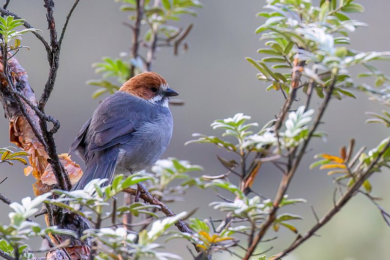 Rufous-eared Brushfinch