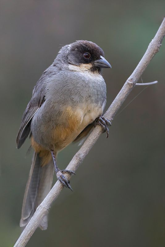Rusty-bellied Brushfinch