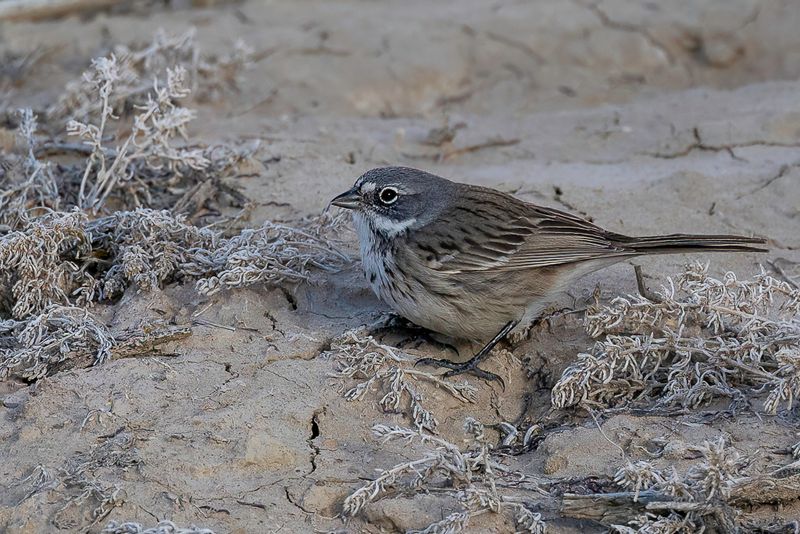 Sagebrush Sparrow
