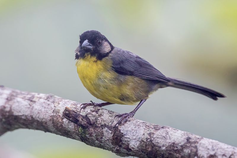 Santa Marta Brushfinch