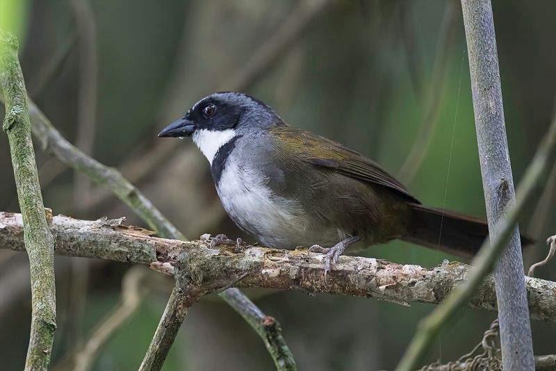 Sierra Nevada Brushfinch