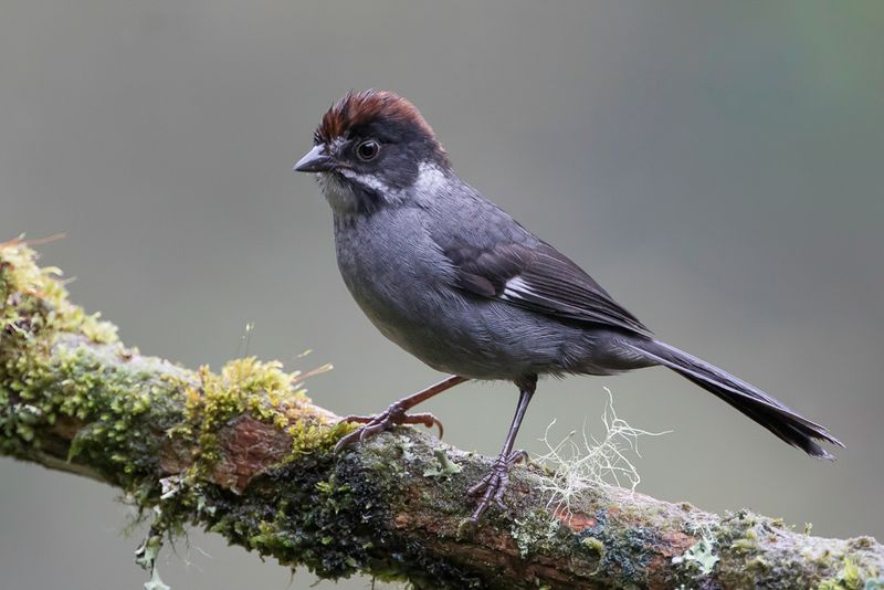 Slaty Brushfinch