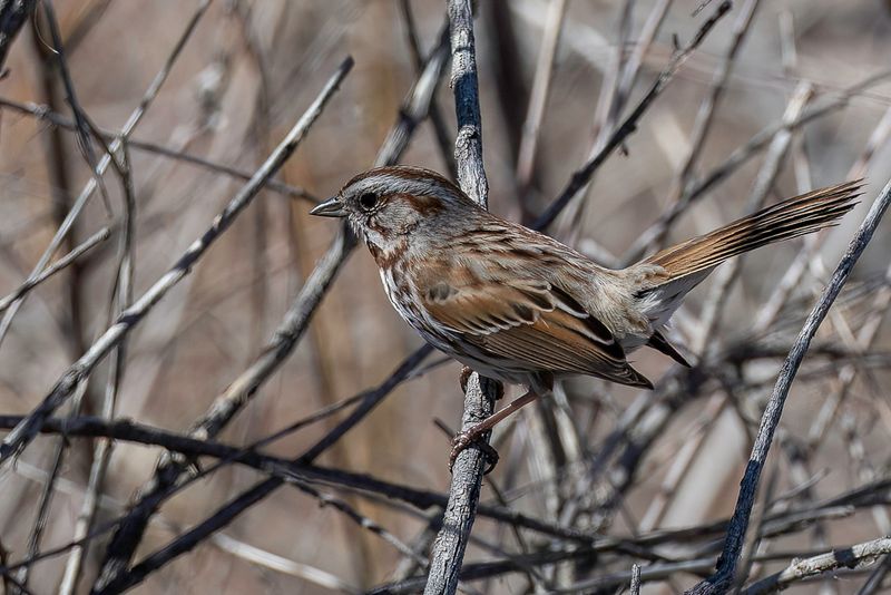 Song Sparrow