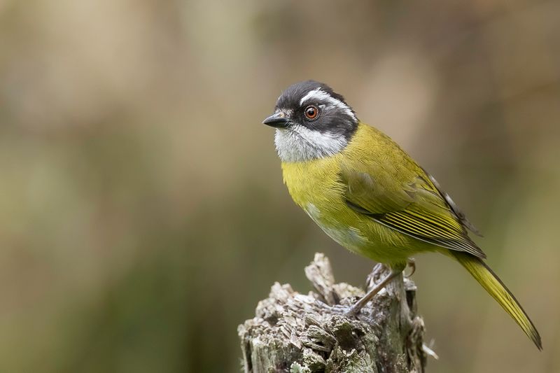 Sooty-capped Chlorospingus