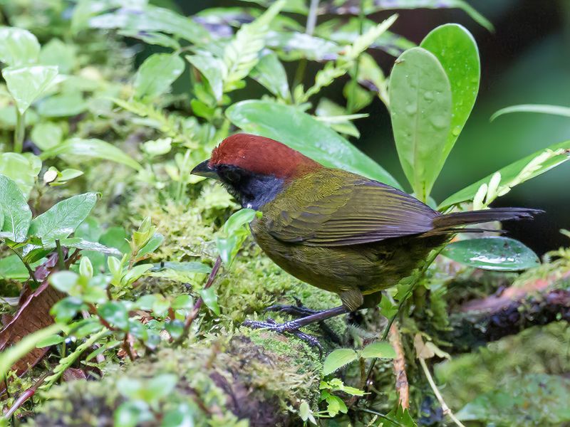 Sooty-faced Finch