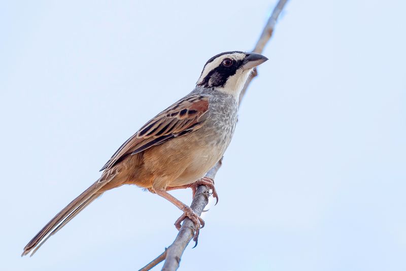 Stripe-headed Sparrow