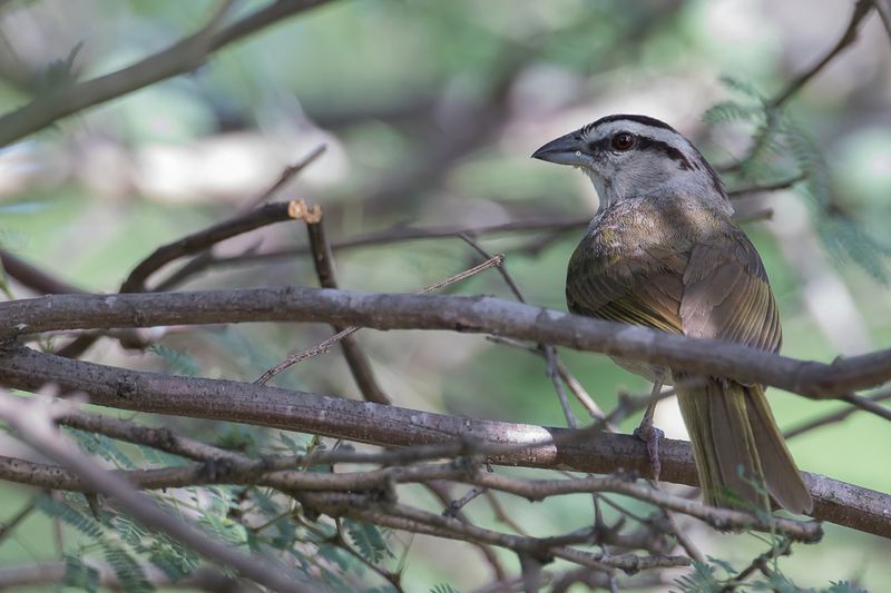Tocuyo Sparrow
