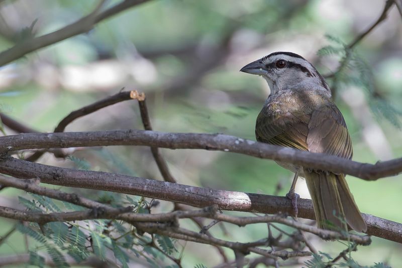 Tocuyo Sparrow