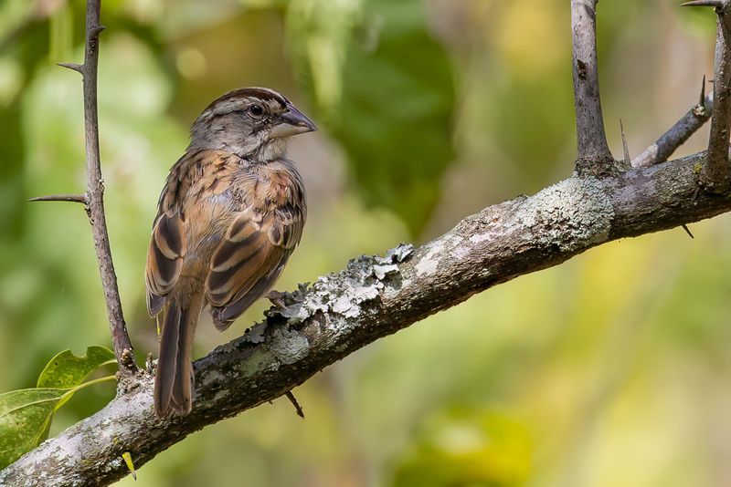 Tumbes Sparrow
