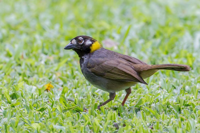 White-eared Ground Sparrow