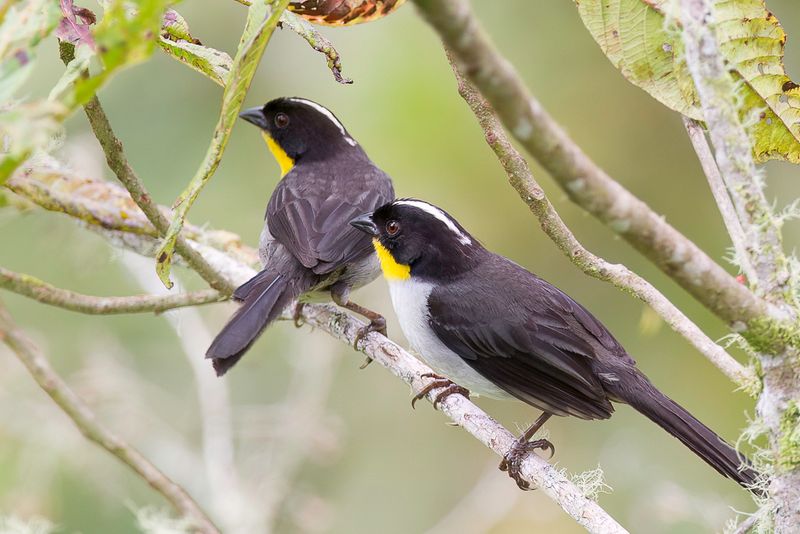 White-naped Brushfinch