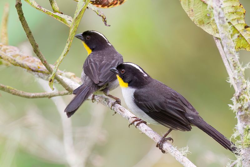 White-naped Brushfinch