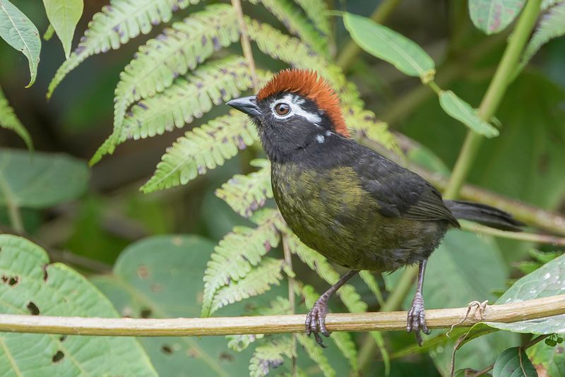 White-rimmed Brushfinch