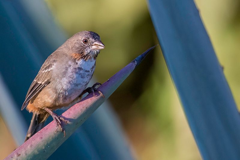 White-throated Towhee