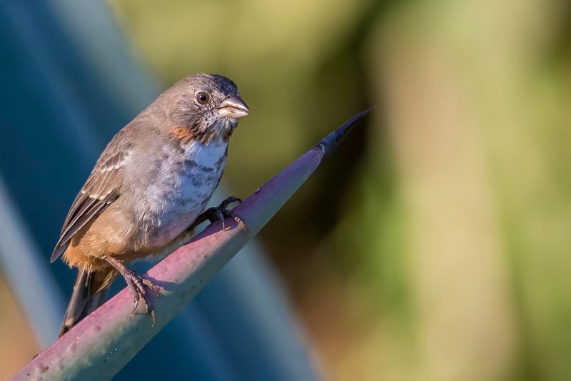 White-throated Towhee