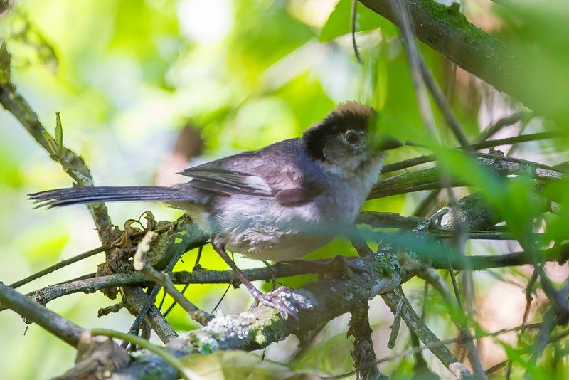 White-winged Brushfinch