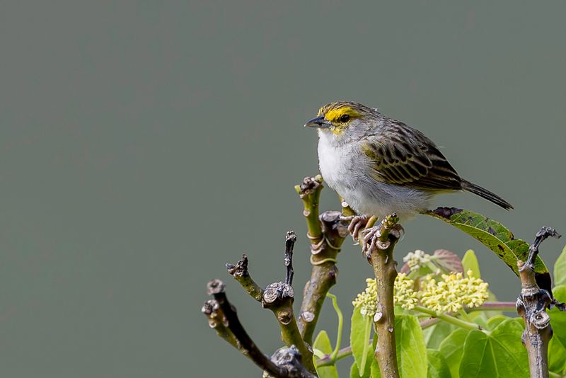 Yellow-browed Sparrow