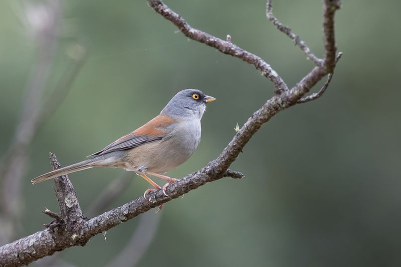 Yellow-eyed Junco