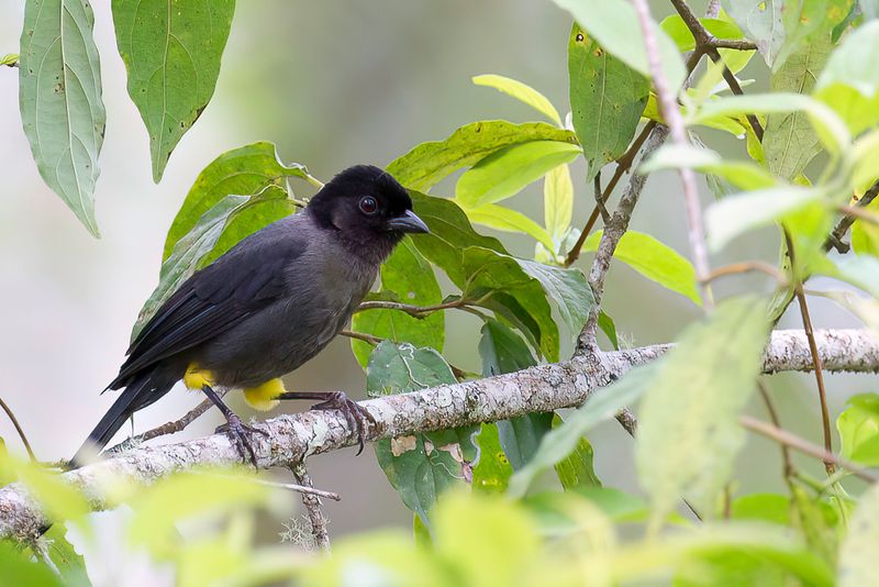 Yellow-thighed Brushfinch