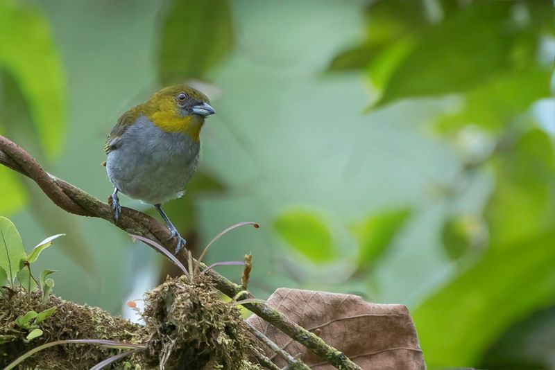 Yellow-throated Chlorospingus