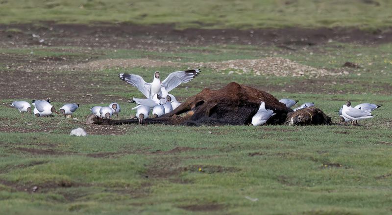 Brown-headed Gull - Bruinkopmeeuw - Mouette du Tibet