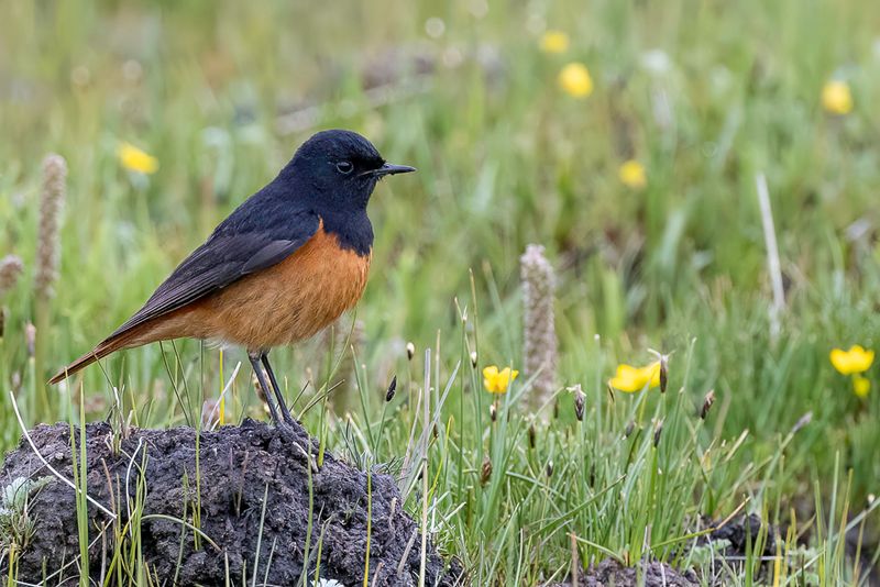 Black Redstart - Phoenicurus ochruros - Rougequeue noir (m)