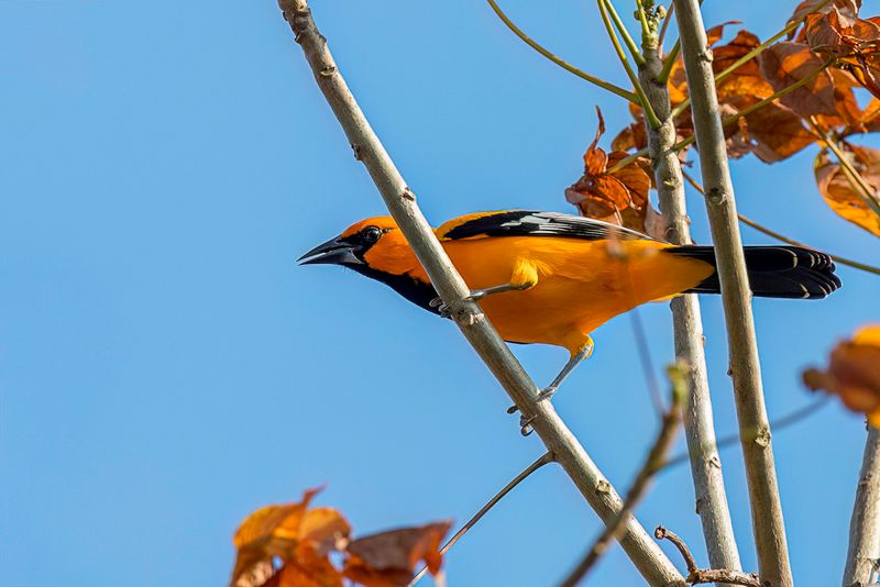 Altamira Oriole